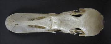 Image result for Cygnus cygnus