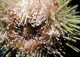 Image result for Strongylocentrotus droebachiensis