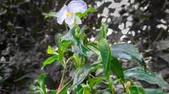 Attēlu rezultāti vaicājumam “Commelinaceae”