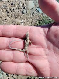 Attēlu rezultāti vaicājumam “Sauria”