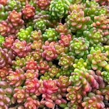 Image result for Sedum album `Coral Carpet`