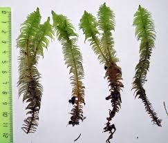 Attēlu rezultāti vaicājumam “Ptilium crista-castrensis”