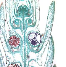 Attēlu rezultāti vaicājumam “Saelania glaucescens sporophyte”