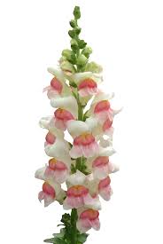 Image result for Antirrhinum majus