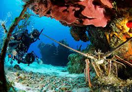 Resultado de imagen para cozumel dive