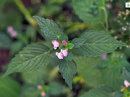 Attēlu rezultāti vaicājumam “Galeopsis bifida”