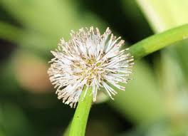 Attēlu rezultāti vaicājumam “Sparganium neglectum”