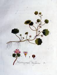 Attēlu rezultāti vaicājumam “Hydrocotyle vulgaris flower”