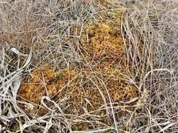 Attēlu rezultāti vaicājumam “Sphagnum austinii”