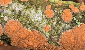 Attēlu rezultāti vaicājumam “Peniophora laurentii”