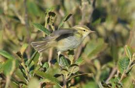 Attēlu rezultāti vaicājumam “Phylloscopus trochiloides”