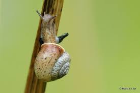 Attēlu rezultāti vaicājumam “Fruticola fruticum”