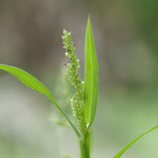 Attēlu rezultāti vaicājumam “Echinochloa crus-galli fruit”