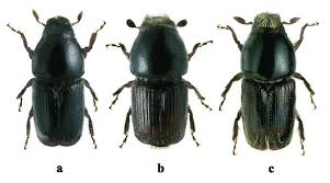 Attēlu rezultāti vaicājumam “Scolytus ratzeburgi”