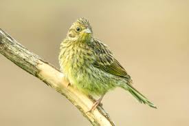 Attēlu rezultāti vaicājumam “Emberiza citrinella juvenile”