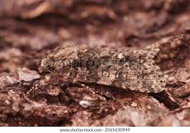 Attēlu rezultāti vaicājumam “Acronicta rumicis”