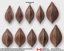 Attēlu rezultāti vaicājumam “Rumex aquaticus bud”