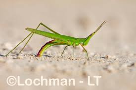 Attēlu rezultāti vaicājumam “Acrididae”