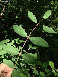 Attēlu rezultāti vaicājumam “Lonicera caerulea var. pallasii leaf”