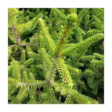 Attēlu rezultāti vaicājumam “Picea orientalis”