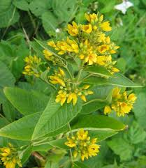 Attēlu rezultāti vaicājumam “Lysimachia vulgaris”