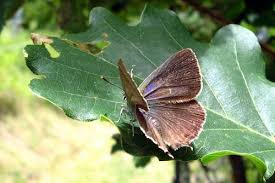 Attēlu rezultāti vaicājumam “Favonius quercus”