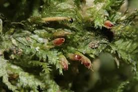 Attēlu rezultāti vaicājumam “Neckera pennata sporophyte”