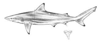Image result for Carcharhinus brevipinna