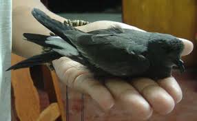 Image result for Oceanodroma castro