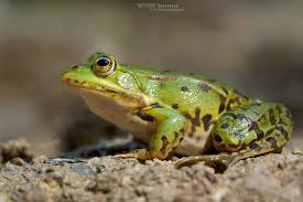 Attēlu rezultāti vaicājumam “Pelophylax”