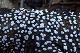 Attēlu rezultāti vaicājumam “Didymium difforme”