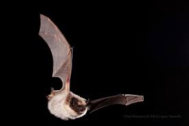 Attēlu rezultāti vaicājumam “Vespertilio murinus”