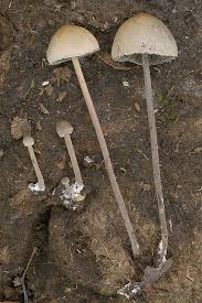 Attēlu rezultāti vaicājumam “Panaeolus papilionaceus”