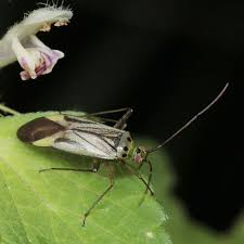 Attēlu rezultāti vaicājumam “Adelphocoris quadripunctatus imago”