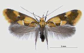 Attēlu rezultāti vaicājumam “Oecophoridae”