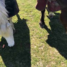 Image result for Lower Farm Stables