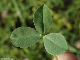 Attēlu rezultāti vaicājumam “Trifolium fragiferum fruit”