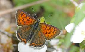 Attēlu rezultāti vaicājumam “Lycaeniinae”