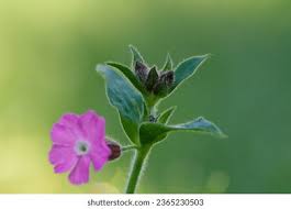 Attēlu rezultāti vaicājumam “Silene dioica leaf”