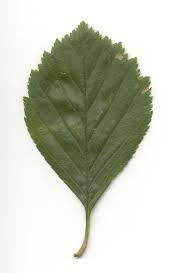 Attēlu rezultāti vaicājumam “Crataegus x macrocarpa leaf”