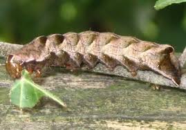 Attēlu rezultāti vaicājumam “Melanchra persicariae larva”