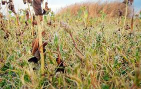 Attēlu rezultāti vaicājumam “Claustria didermoides stalked”