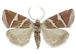 Attēlu rezultāti vaicājumam “Deltote bankiana”