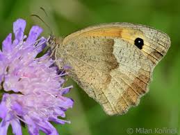 Attēlu rezultāti vaicājumam “Maniola jurtina”