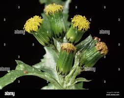 Attēlu rezultāti vaicājumam “Senecio vulgaris flower”