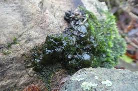 Attēlu rezultāti vaicājumam “Nostoc commune macro”