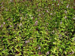 Image result for Menta x piperita