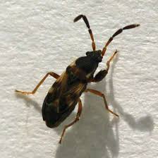 Attēlu rezultāti vaicājumam “Scolopostethus thomsoni”