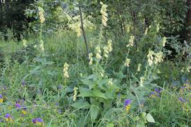 Image result for Digitalis grandiflora