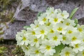 Attēlu rezultāti vaicājumam “Primulaceae”